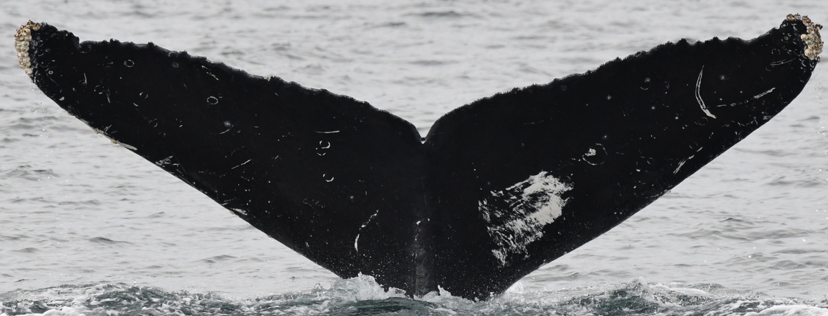 Fluke of Happy (BC)