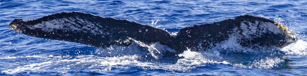 Fluke of OSUWTG-MnHI056