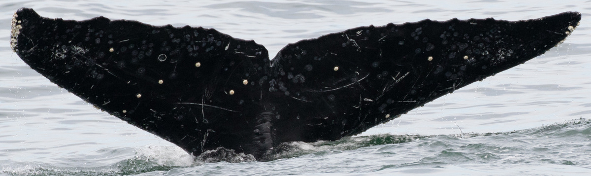 Fluke of Caesar (California)