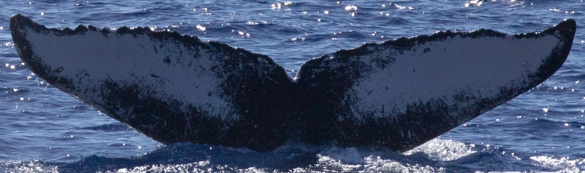 Fluke of OSUWTG-MnHI088