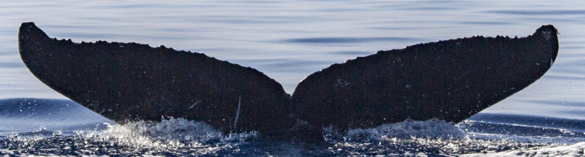 Fluke of Katherine Jean (Alaska)