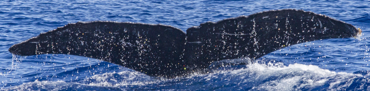 Fluke of Bolo (FS)