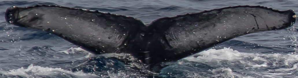 Fluke of CRC-18946