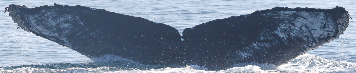 Fluke of CRC-11524