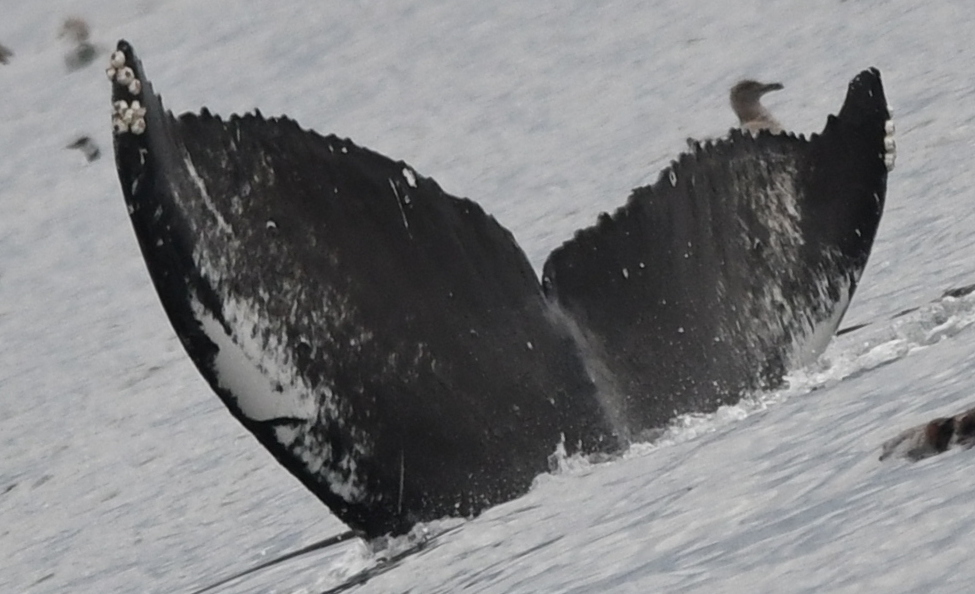 Fluke of Honu (Salish Sea / MERS)