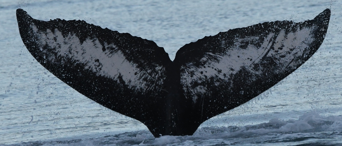 Fluke of Cascade (Salish Sea)