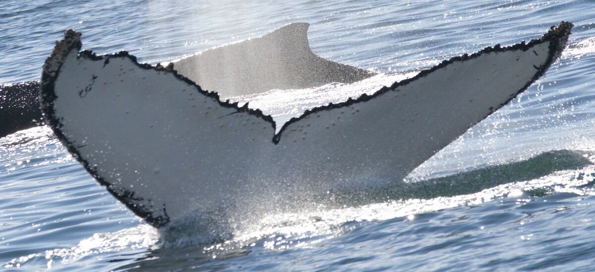 Fluke of HW-MN1301506