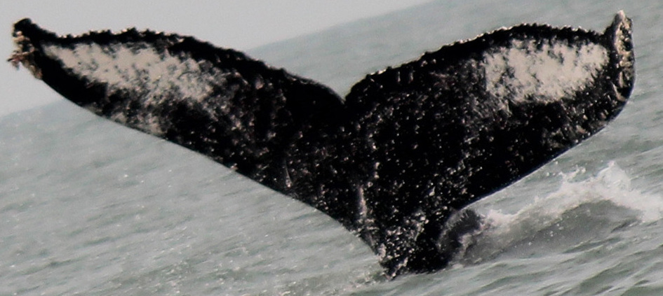 Fluke of Big Mama (Salish Sea)