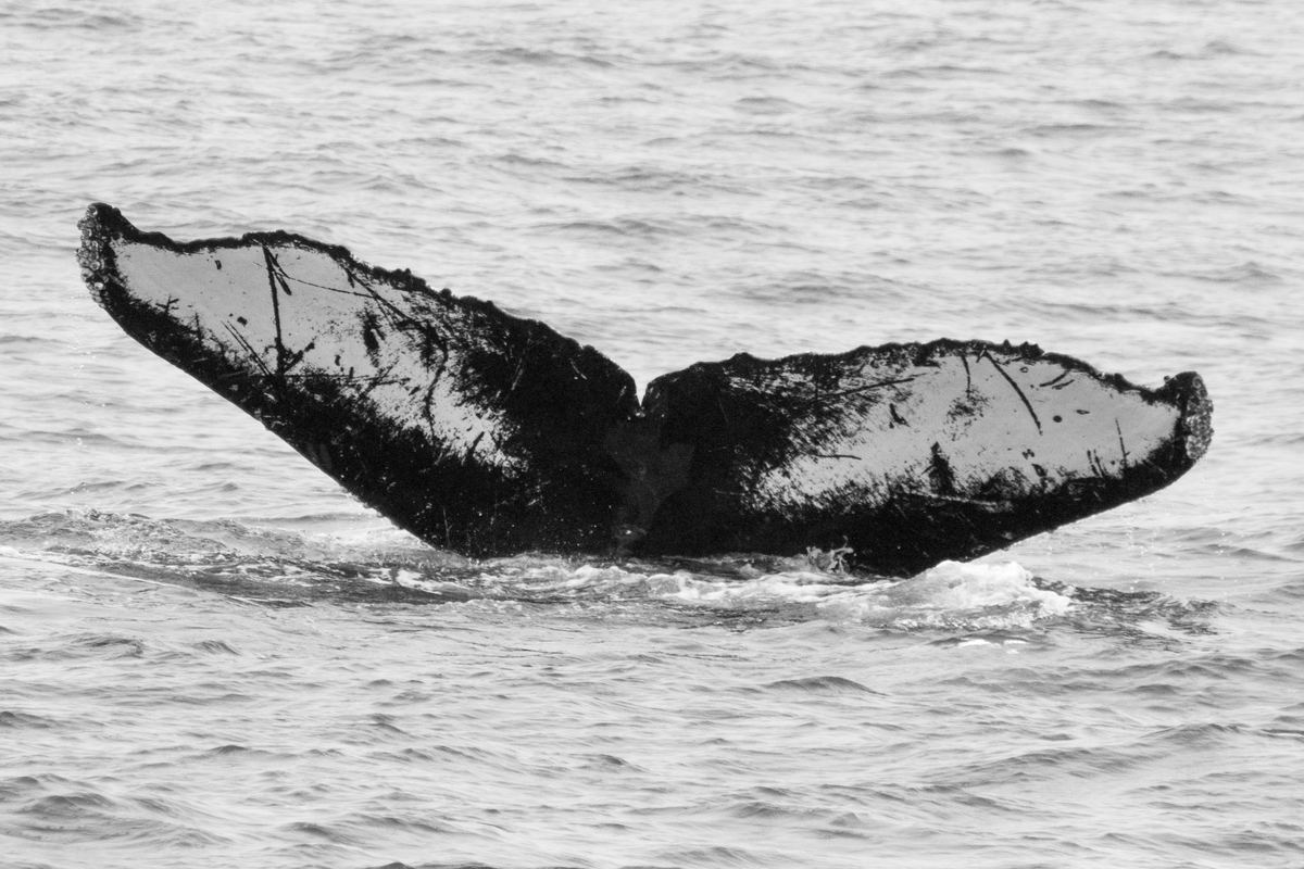 Fluke of CRC-10915