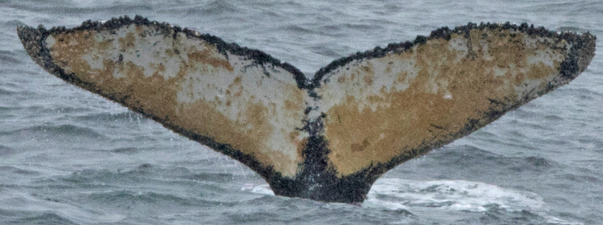 Fluke of HW-MN1301518