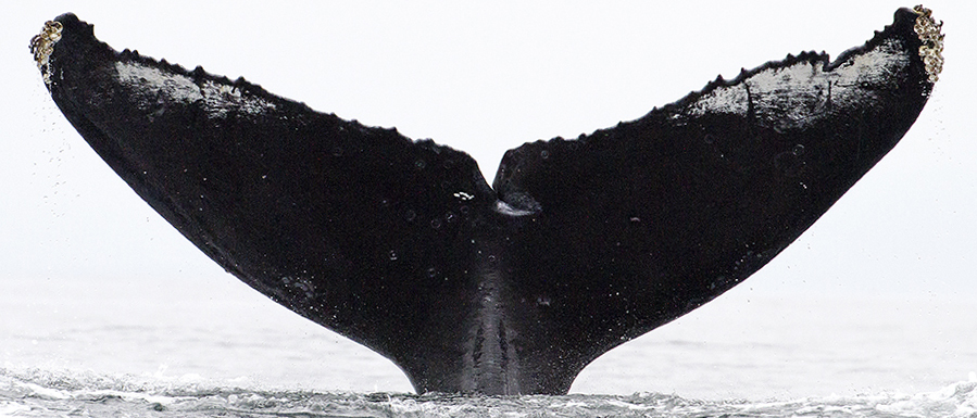 Fluke of CRC-12220