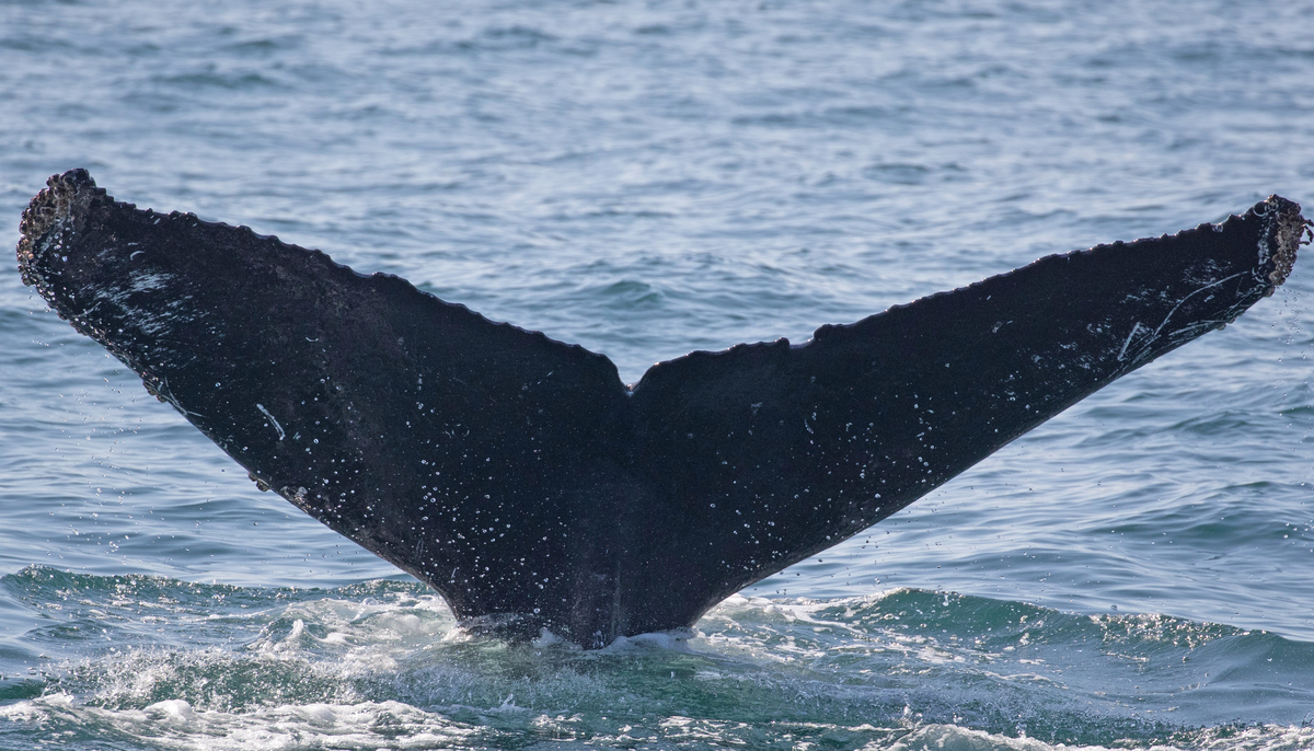 Fluke of CRC-12099