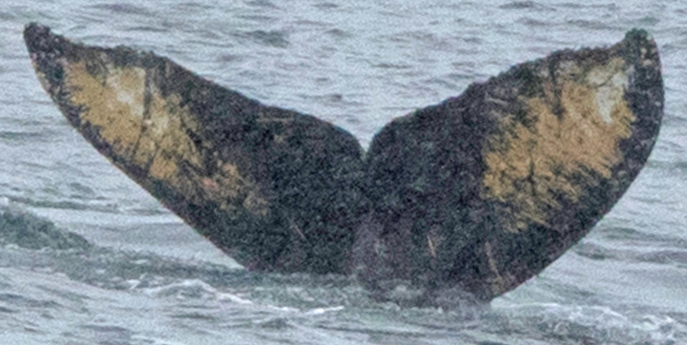 Fluke of HW-MN1301532