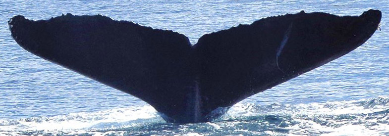 Fluke of Tornillo (Juan de Fuca)