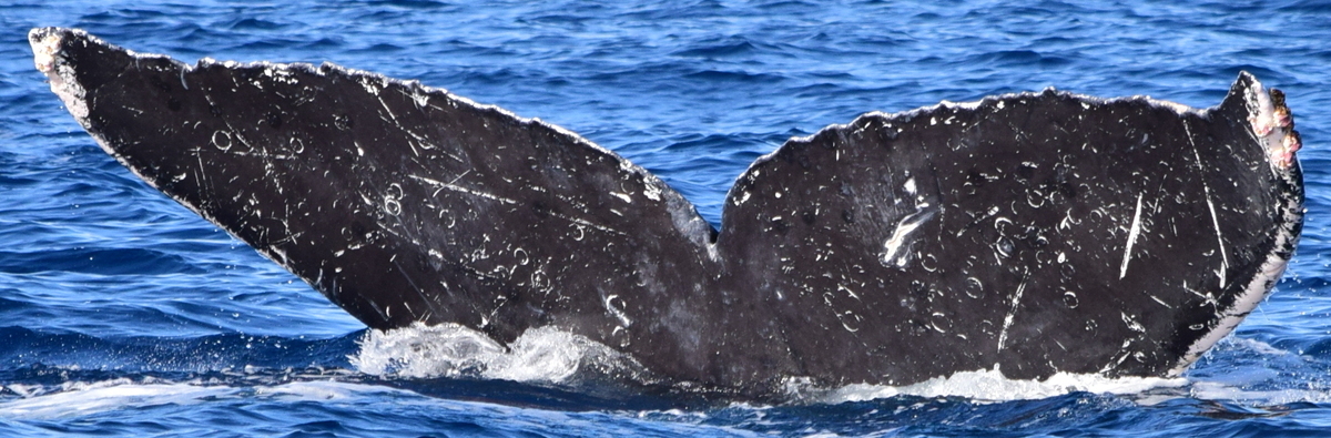 Fluke of CRC-10151