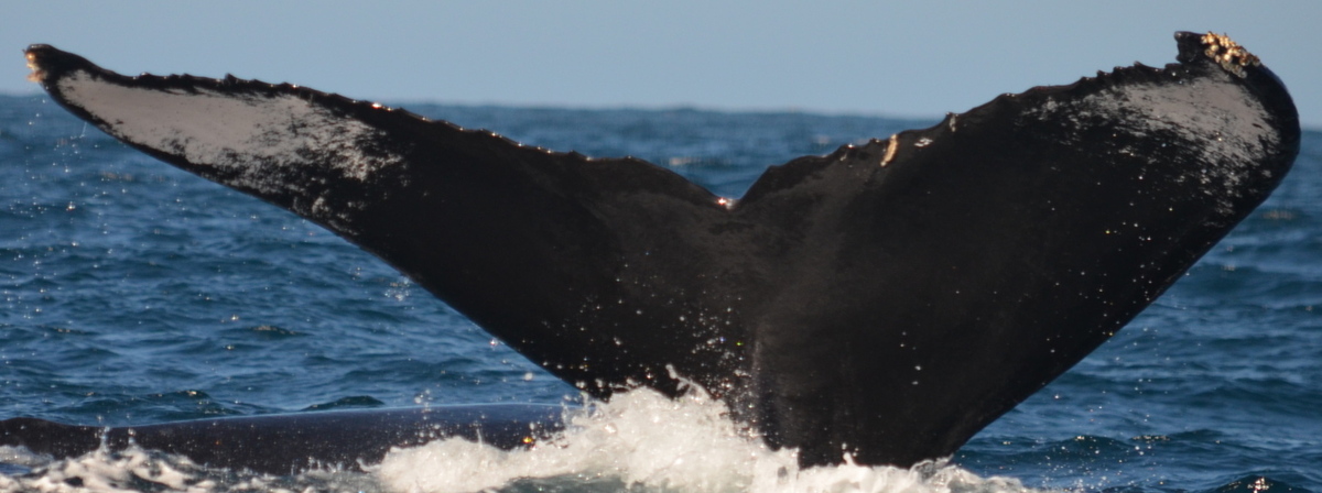 Fluke of CRC-10214