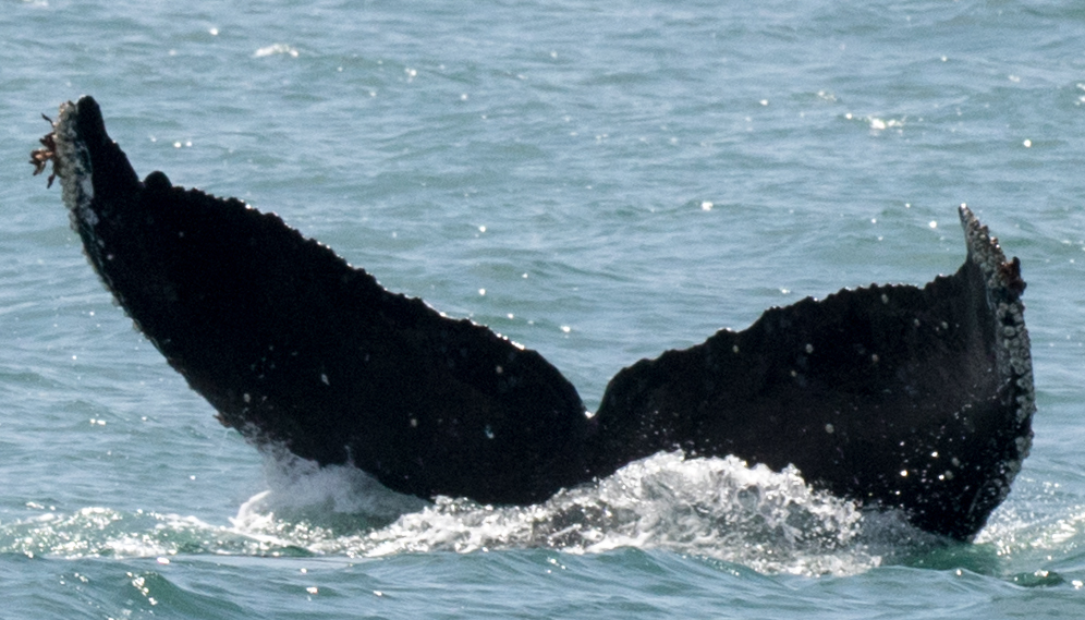 Fluke of CRC-10315