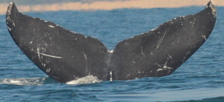 Fluke of CRC-10562