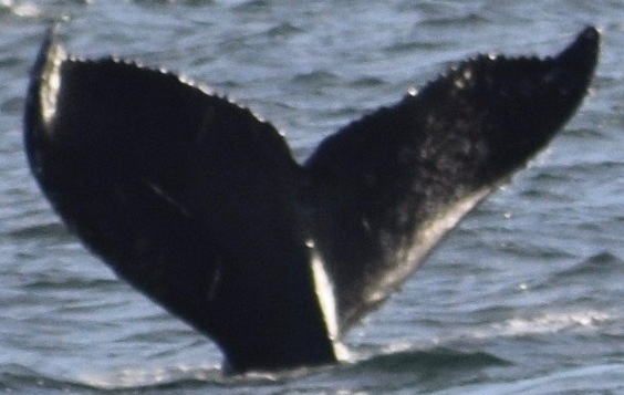 Fluke of CRC-10675