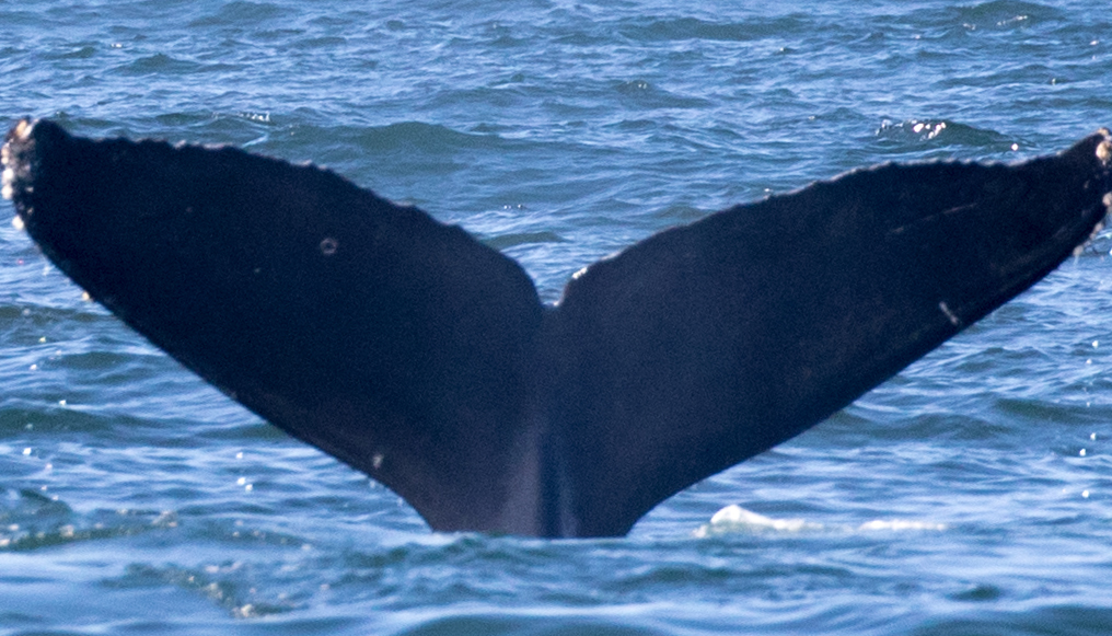 Fluke of CRC-10700