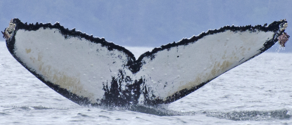 Fluke of BCZ0263