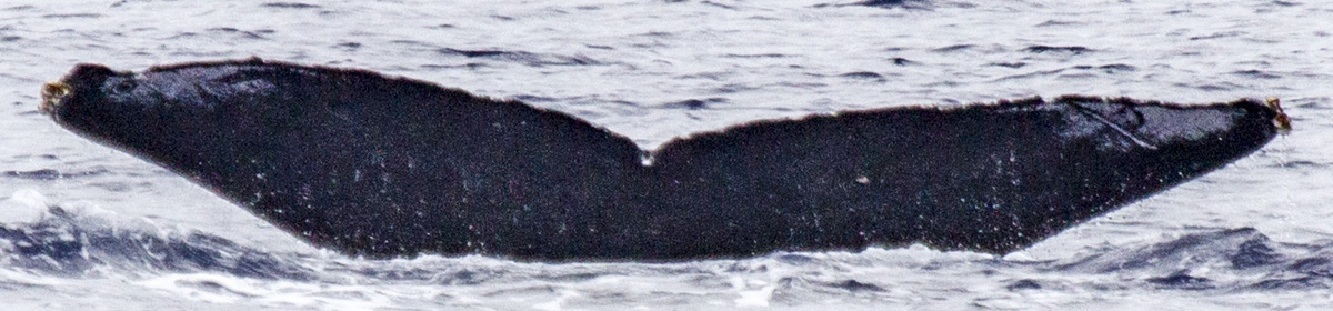 Fluke of BCY0197