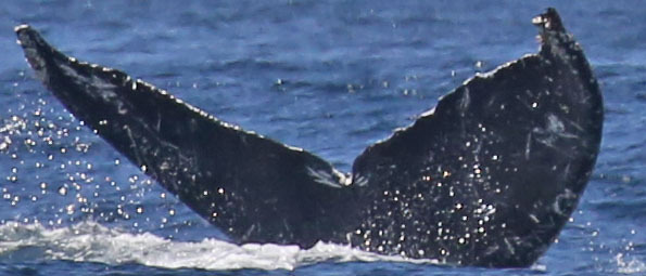 Fluke of Smile Lines (California)
