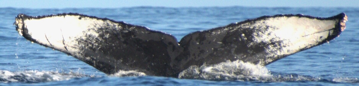 Fluke of CRC-11515