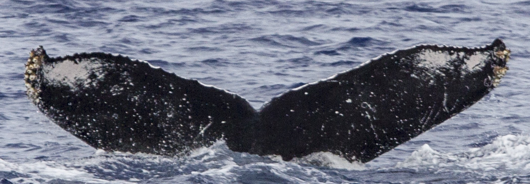 Fluke of OSUWTG-MnHI145