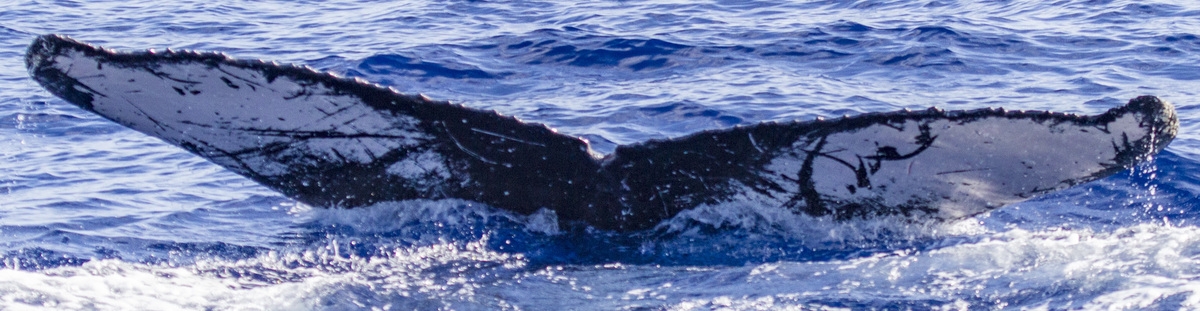Fluke of OSUWTG-MnHI165