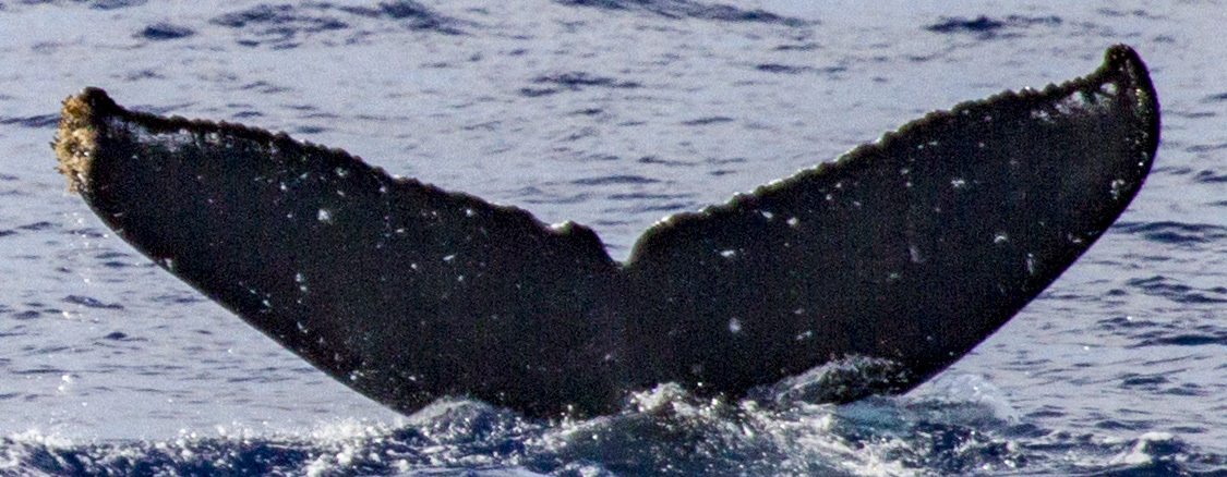 Fluke of OSUWTG-MnHI181