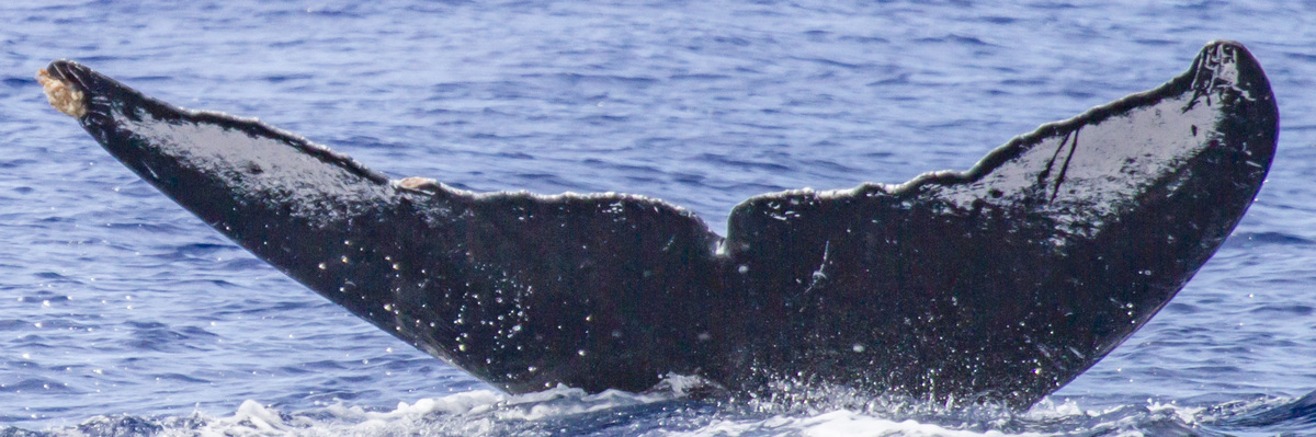 Fluke of OSUWTG-MnHI180