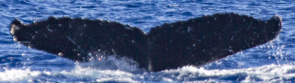 Fluke of OSUWTG-MnHI176