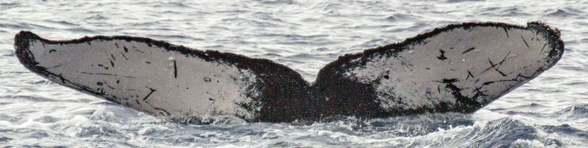 Fluke of OSUWTG-MnHI190