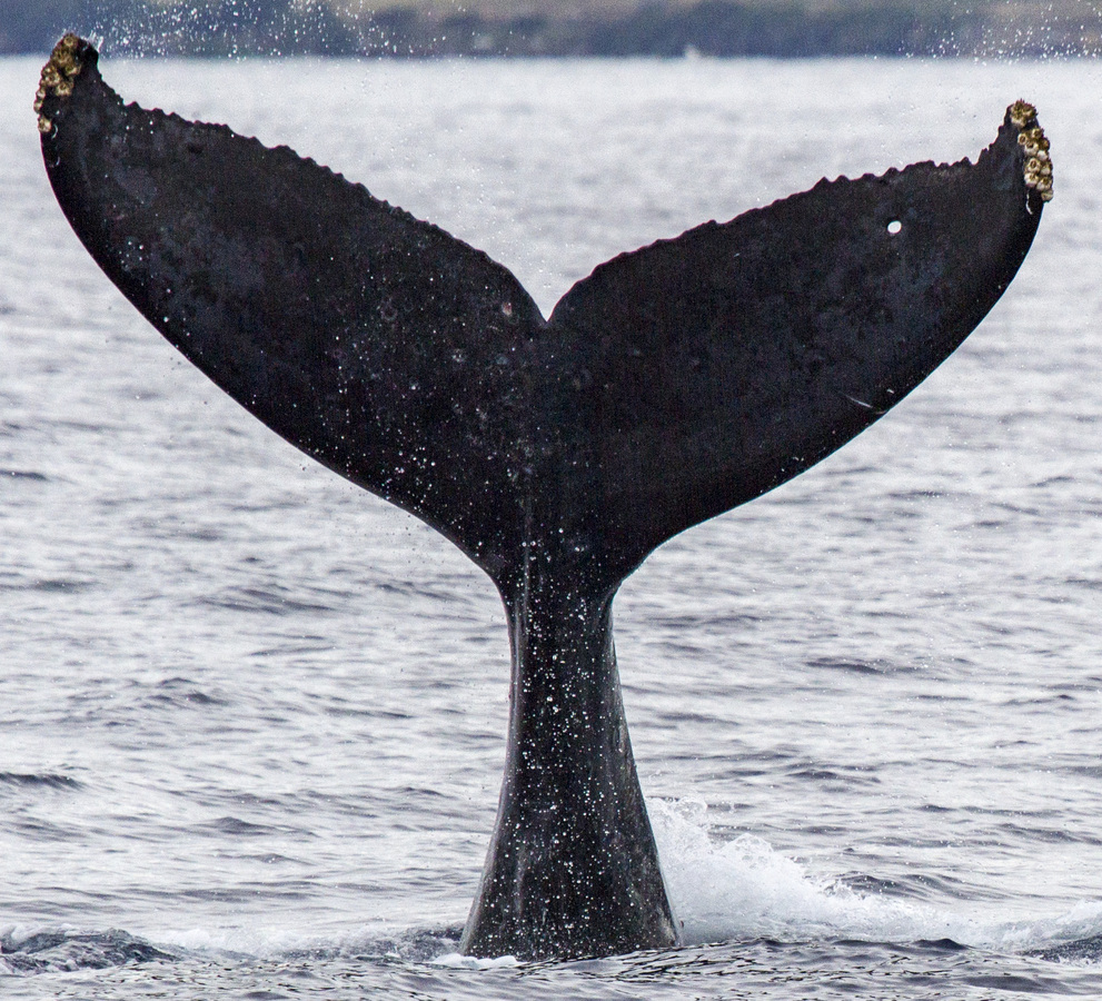Fluke of BCX0277