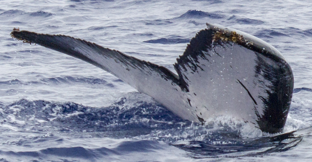 Fluke of OSUWTG-MnHI196