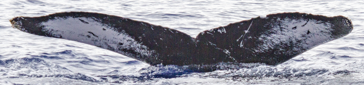 Fluke of Bayraktar (RCHP)