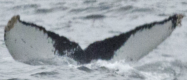 Fluke of Lady Beaulieu (FS)
