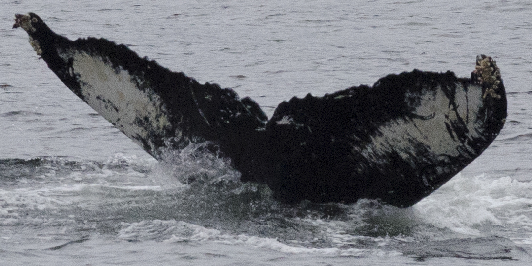 Fluke of Willie (FS)