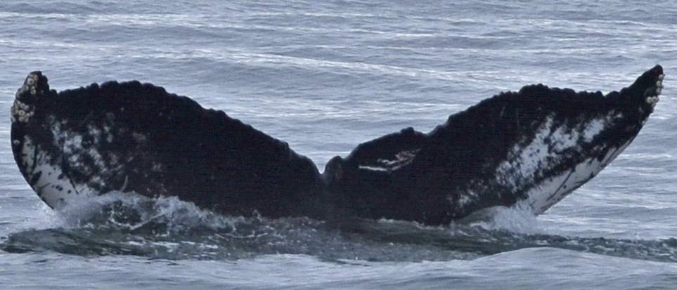Fluke of Mistéa (SE Alaska)