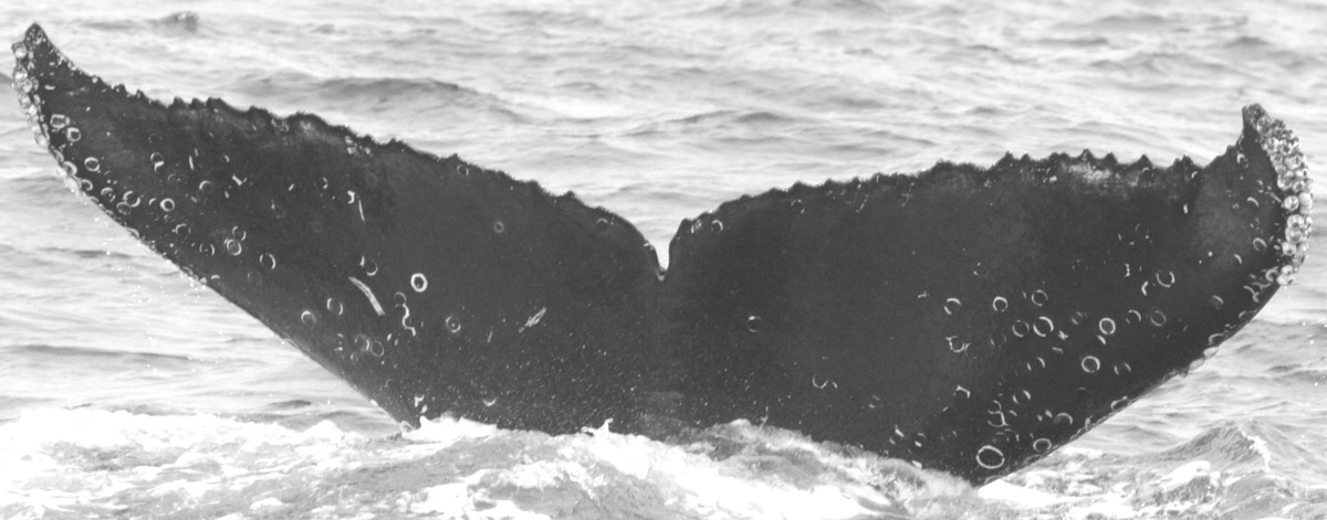 Fluke of CRC-15058