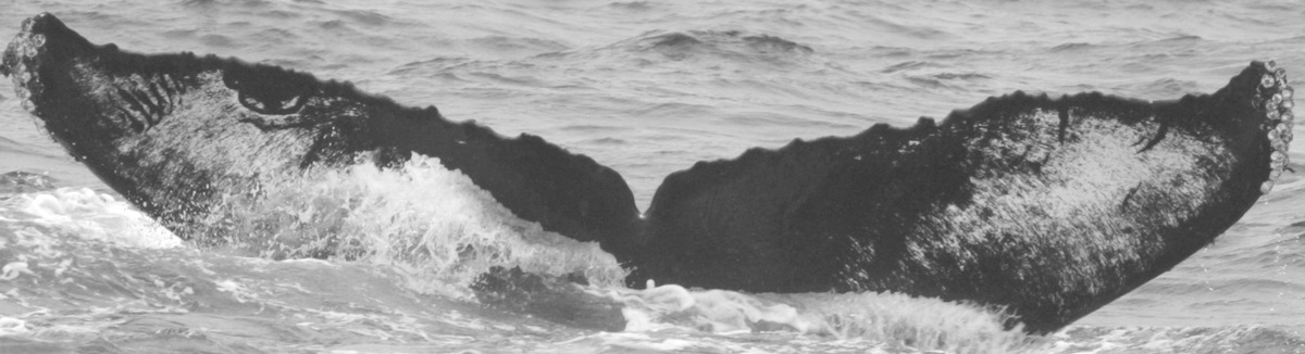Fluke of CRC-10128