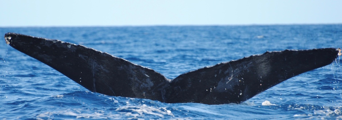 Fluke of CRC-10827