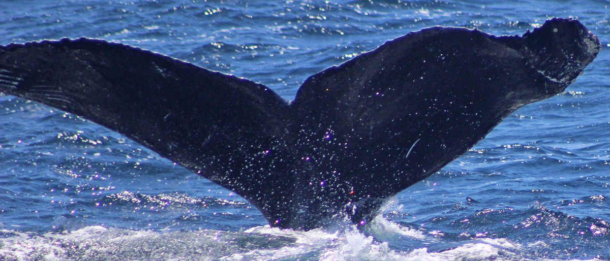 Fluke of CRC-10859