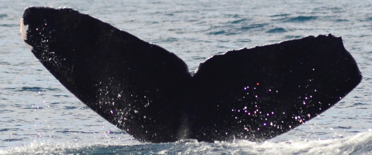 Fluke of CRC-11270