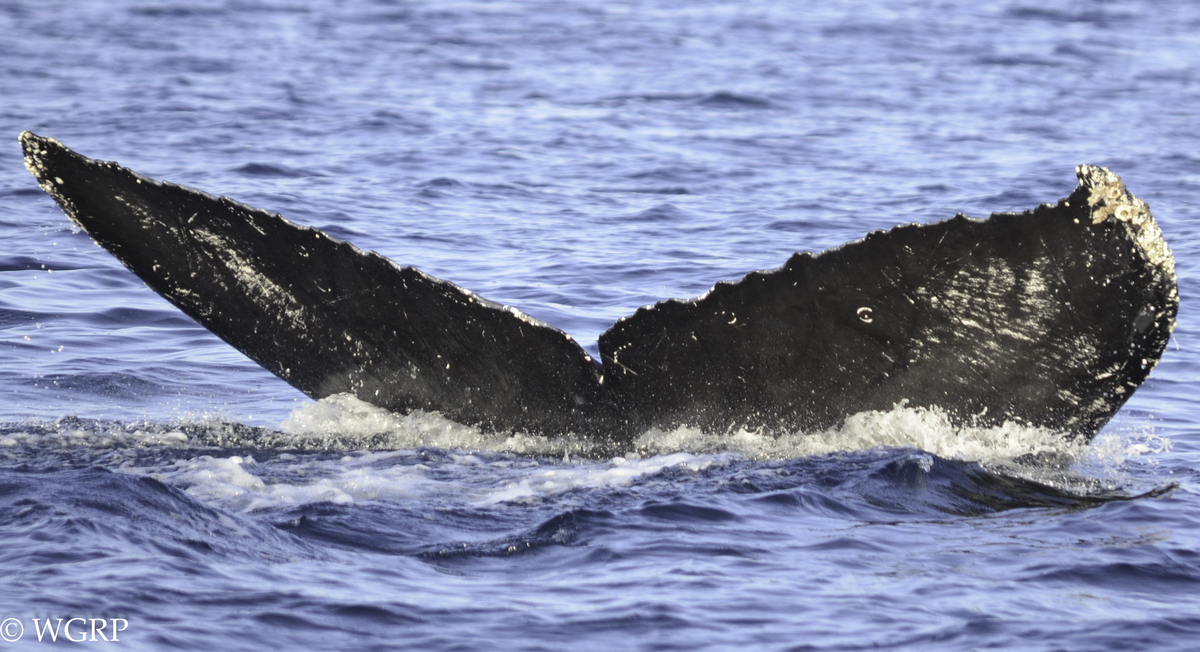 Fluke of Afi (California - Oceanic Society)