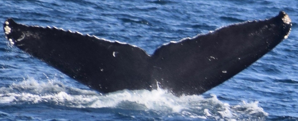 Fluke of CRC-11534