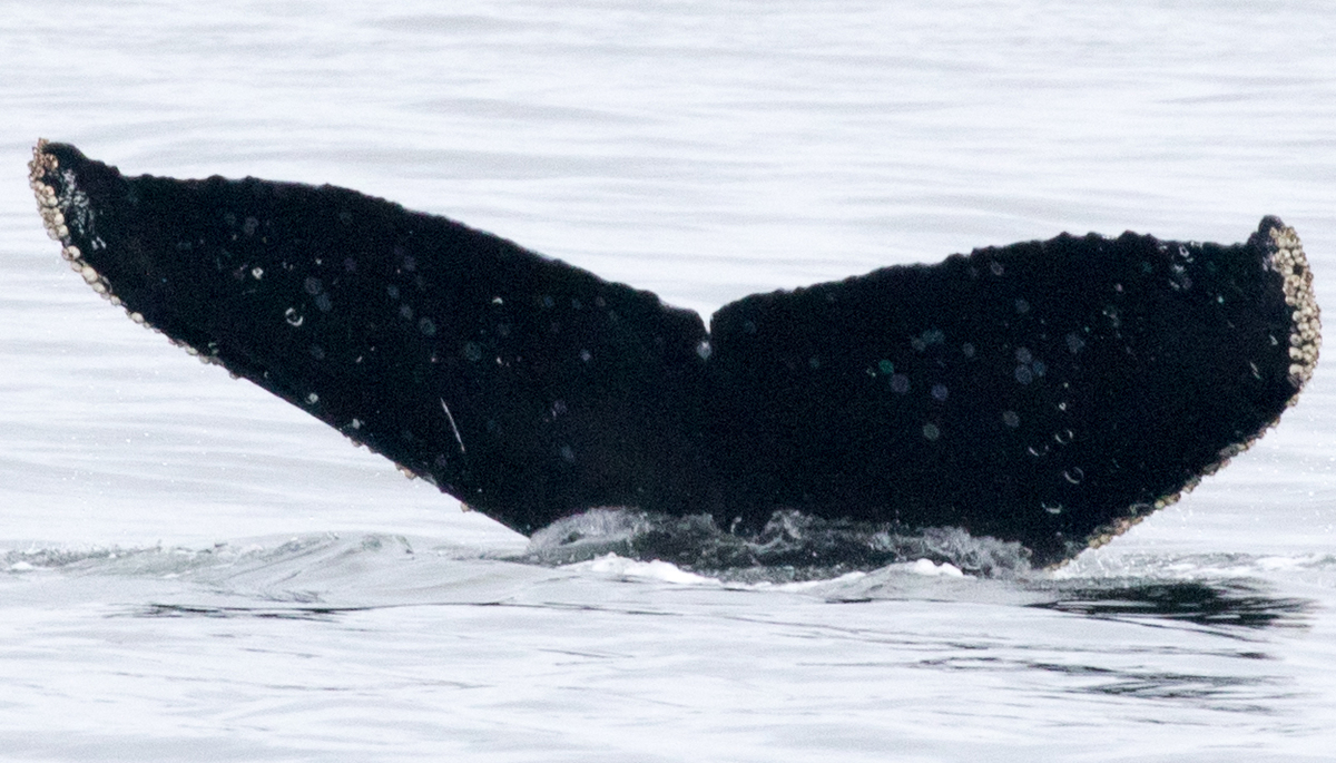 Fluke of CRC-11580