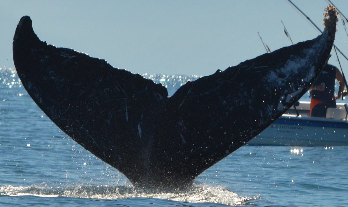 Fluke of CRC-11616