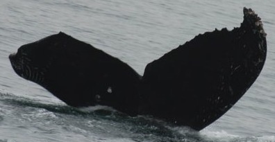 Fluke of CRC-11646